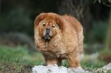 CHOW CHOW 673